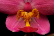 fotokurs erfurt thringen makrofotografie orchidee 2